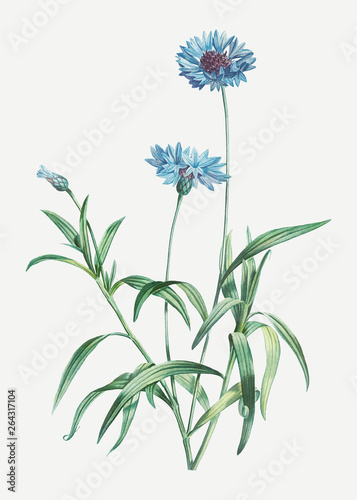 Blooming blue cornflowers
