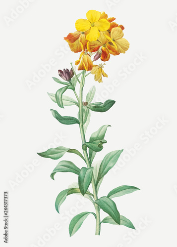 Yellow wallflower in bloom