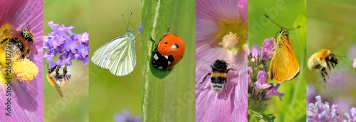 collage of a insects collection on flowers