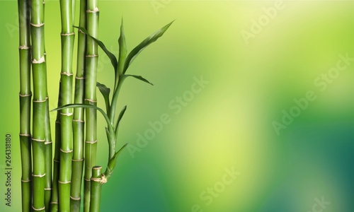 Fototapeta Naklejka Na Ścianę i Meble -  Many bamboo stalks  on background