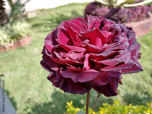 pink rose in garden