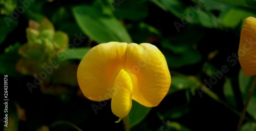 amendoim forrageiro photo