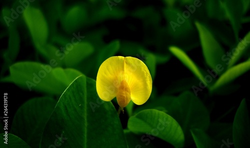 amendoim forrageiro photo