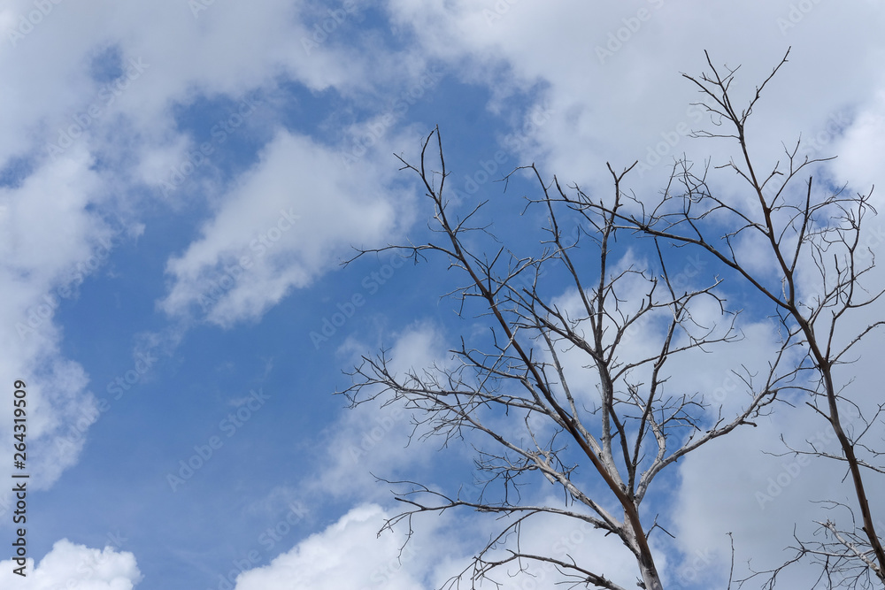 Dry branch of dead tree with blue sky and cloud Dry branch of dead tree with blue sky and cloud