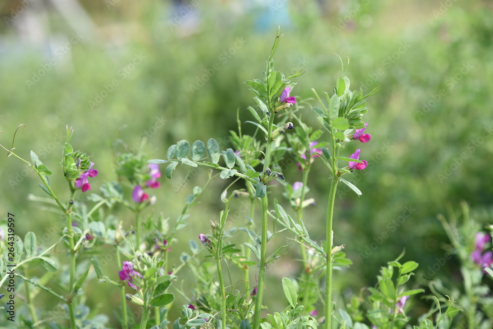 Common vetch flowers Common vetch flowers