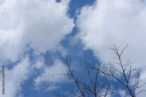 Dry branch of dead tree with blue sky and cloud