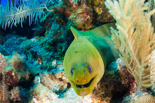 The head of a moray eel can be seen poking out of some structure that makes up a coral reef. The sea creature lives in the tropical warm water of Grand Cayman in the Caribbean