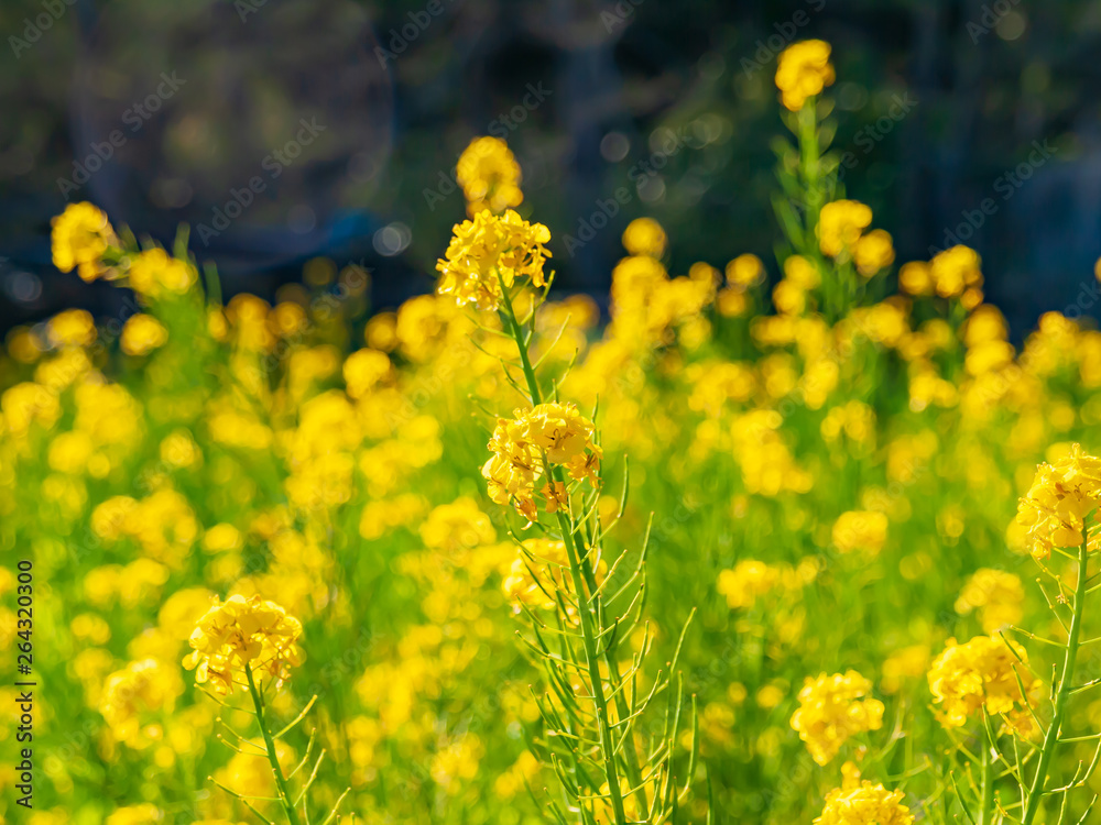 Obraz premium 群生する菜の花