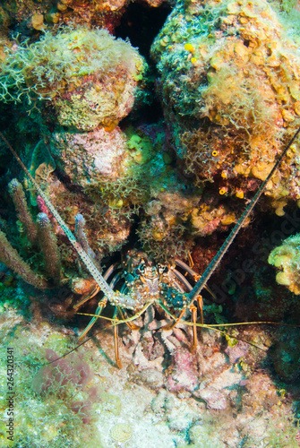 A Caribbean spiny lobster has found sanctuary in the coral reef. This is typically how these critters are seen during the day. This was taken in Grand Cayman