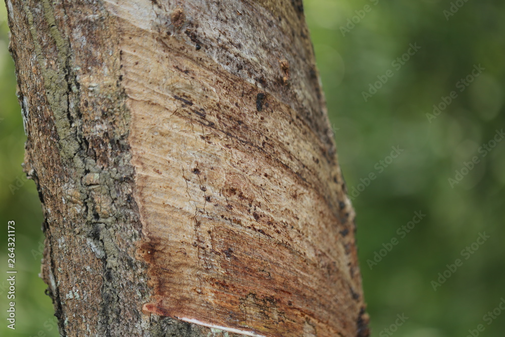 Fototapeta premium Rubber trees in Thailand