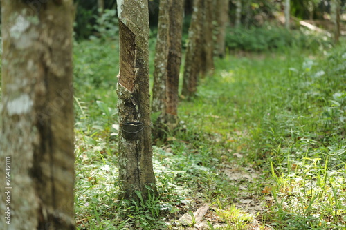 Rubber trees in Thailand