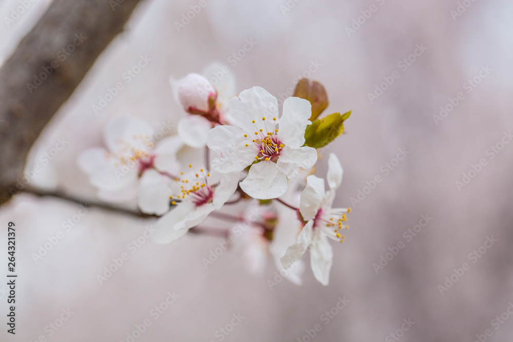 Ye Li, purple flowers ,Prunus Cerasifera Ehrhar f. atropurpurea Ye Li, purple flowers ,Prunus Cerasifera Ehrhar f. atropurpurea