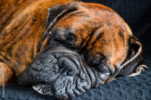 Foto Sleeping brindle Boxer