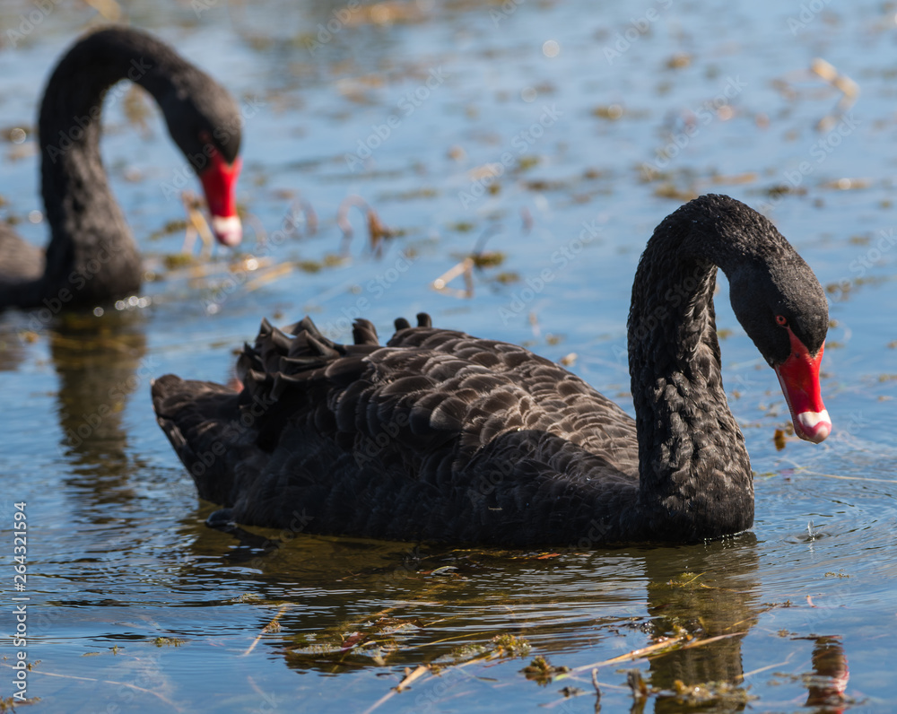 Fototapeta premium Black Swan