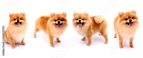 Pomeranian dog group on a white background.