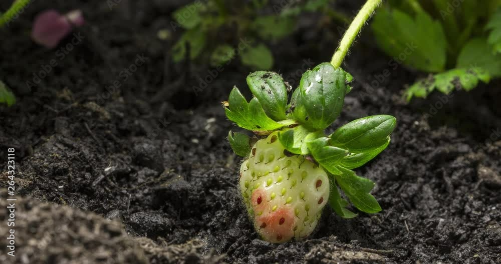 Strawberry Growing Time-lapse Macro