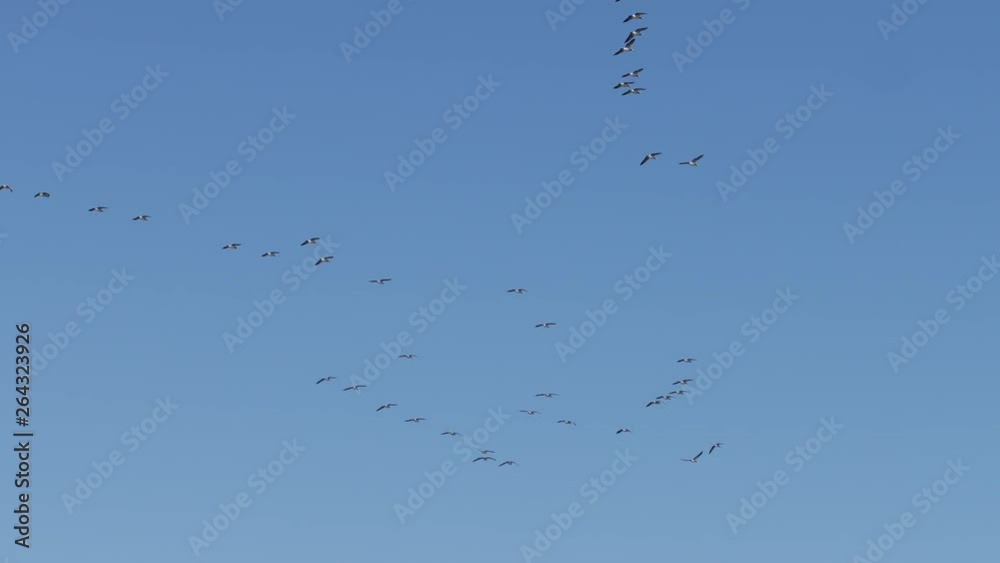 Hundreds of geese migrating from the south nordic spring vibe goose birds Amager Fælled Copenhagen Denmark Hundreds of geese migrating from the south nordic spring vibe goose birds Amager Fælled Copenhagen Denmark