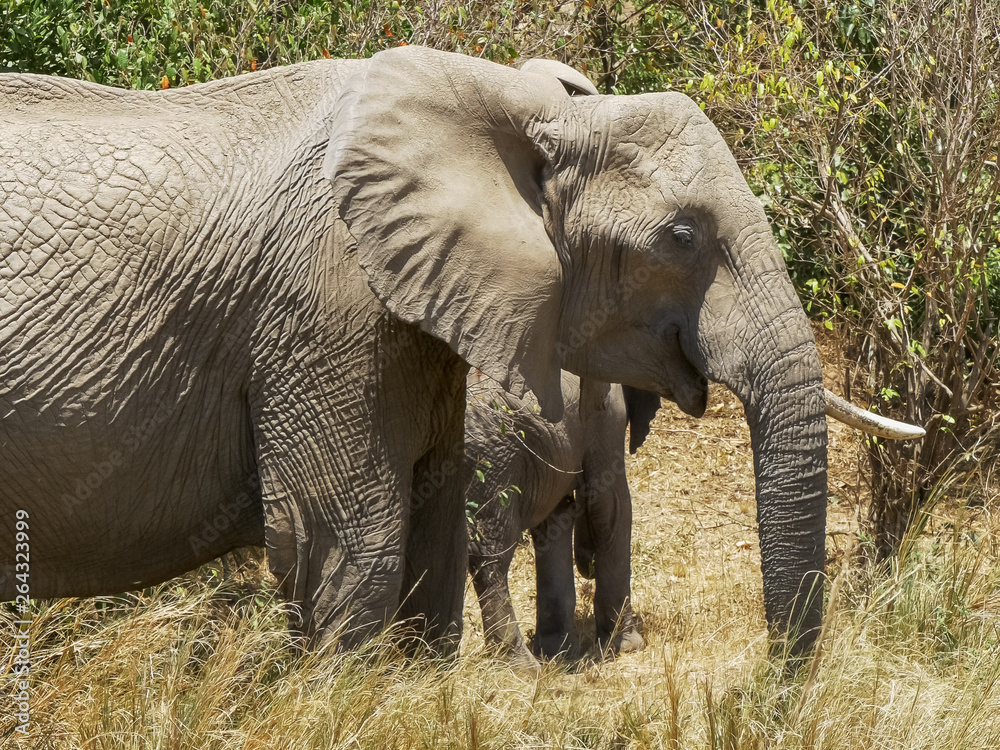 Obraz premium a herd of elephants feeding in masai mara, kenya