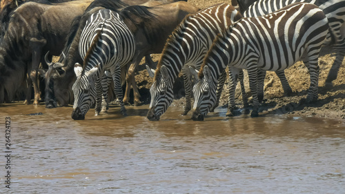 three zebra drinking from mara river in kenya