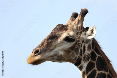 Canvas Print Giraffe / Giraffe / Giraffa Camelopardalis