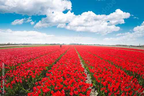 red tulips in the netherlands