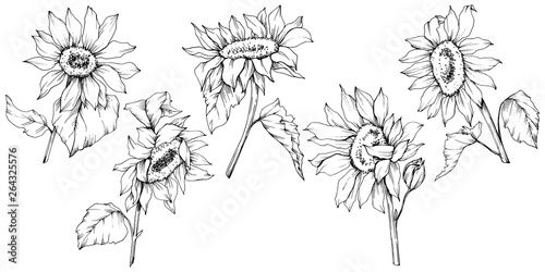 Vector Sunflower floral botanical flowers. Black and white engraved ink art. Isolated sunflower illustration element.