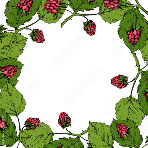 Vector Raspberry healthy food isolated. Red and green engraved ink art. Frame border ornament square.