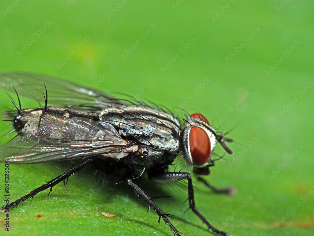 Macro Photo of Housefly on Green Leaf Macro Photo of Housefly on Green Leaf