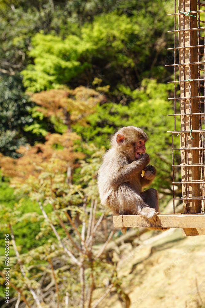 Naklejka premium モンキーパーク