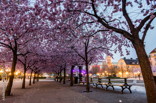 Photography Stockholm, Sweden The cherry blossoms in the Kungstradgarden park, or Kingäs Garden