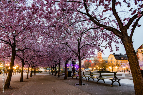 Photography Stockholm, Sweden The cherry blossoms in the Kungstradgarden park, or Kingäs Garden