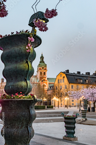 Photography Stockholm, Sweden The cherry blossoms in the Kungstradgarden park, or Kingäs Garden