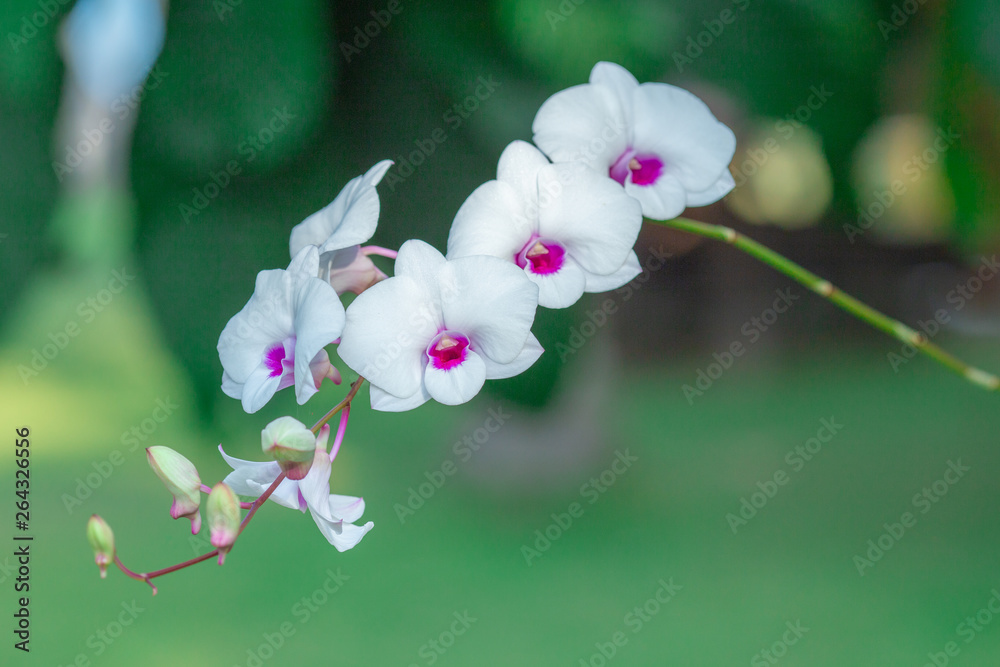 Fototapeta premium Beautiful orchid flower with green natural background.