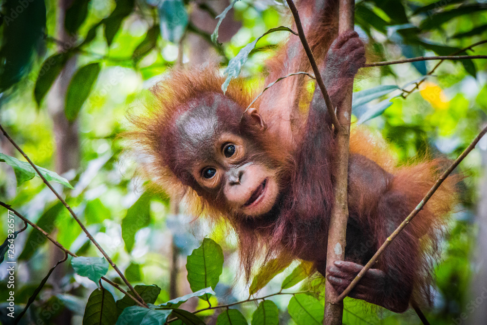 World's cutest baby orangutan hangs in a tree in Borneo Stock