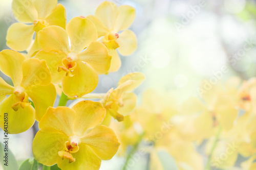Nature background of yellow orchid flowers in the garden during summer day with sunlight and blur bokeh background.
