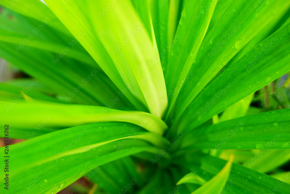 Slender leaf background Combined into a layered shape Natural sunlight Slender leaf background Combined into a layered shape Natural sunlight