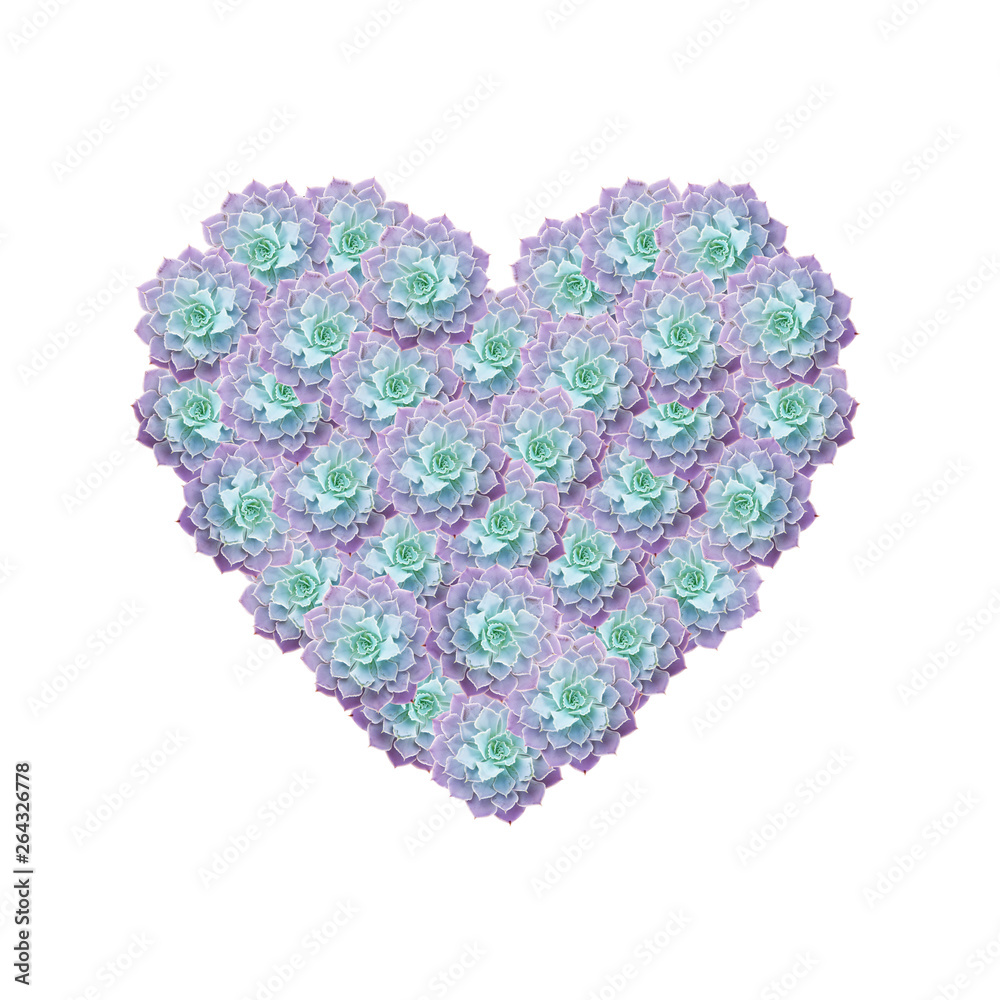 Heart of succulents on a white background. Love for plants. Elements of a tropical plant for design.