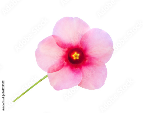 Colorful flowers pink allamanda blooming isolated on white background with clipping path