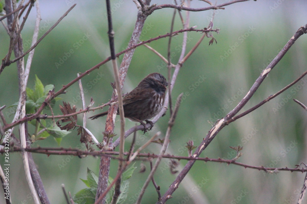 Fototapeta premium Bird