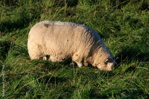 Dike sheeps photo