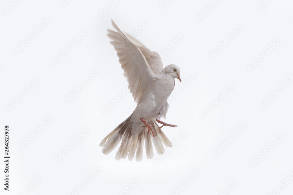 Fototapeta premium White dove in fly isolated at white background