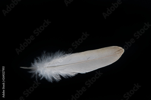 A white feather on a black background, closeup