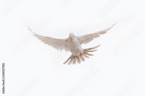 A free flying white dove isolated on a black background. Bird of peace. Pigeon mail