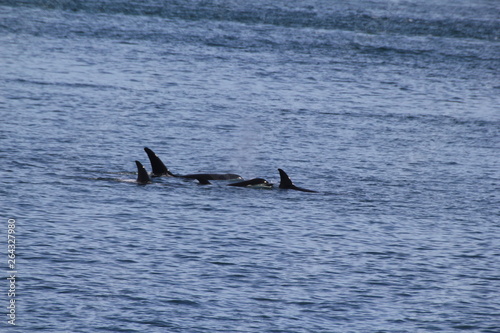 Orcas © gary