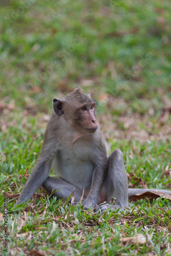 The macaque monkey on a tree on a blurred background.