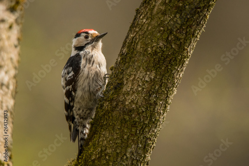 Fototapeta Naklejka Na Ścianę i Meble -  Lesser spotted woodpecker (Dryobates minor). Bieszczady Mountains. Poland