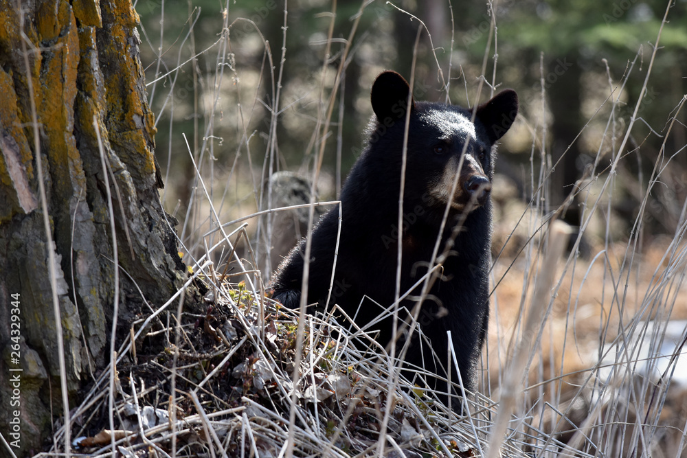 Wild Alaska black bear