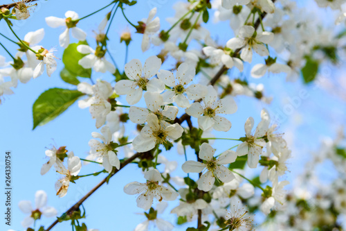 Branches of the blossoming cherry tree on spring