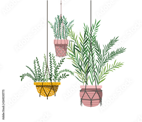 houseplants on macrame hangers icon