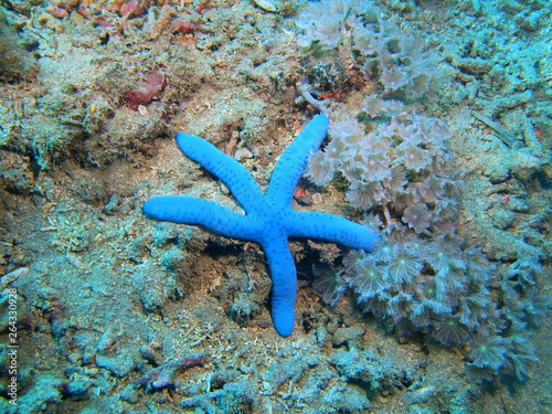 The amazing and mysterious underwater world of Indonesia, North Sulawesi, Bunaken Island, starfish © vodolaz